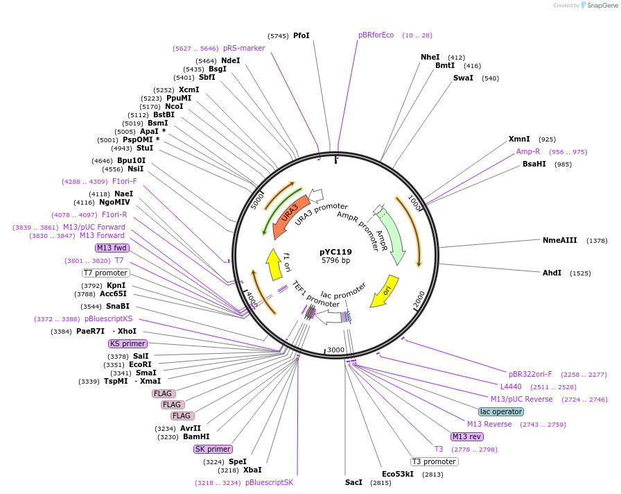 63916-plasmid-map-sequence-id-106677
