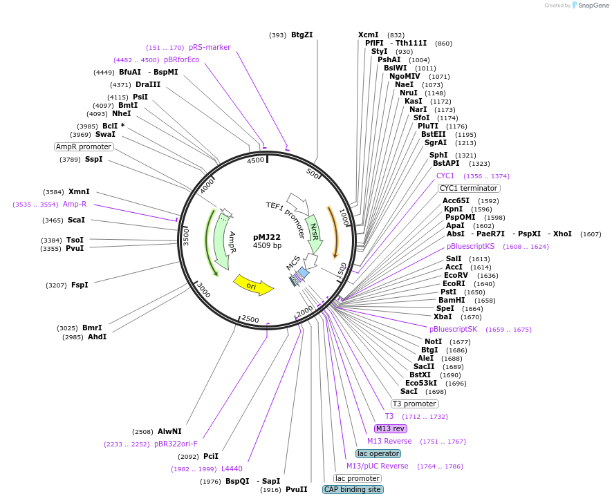 63919-plasmid-map-sequence-id-106679