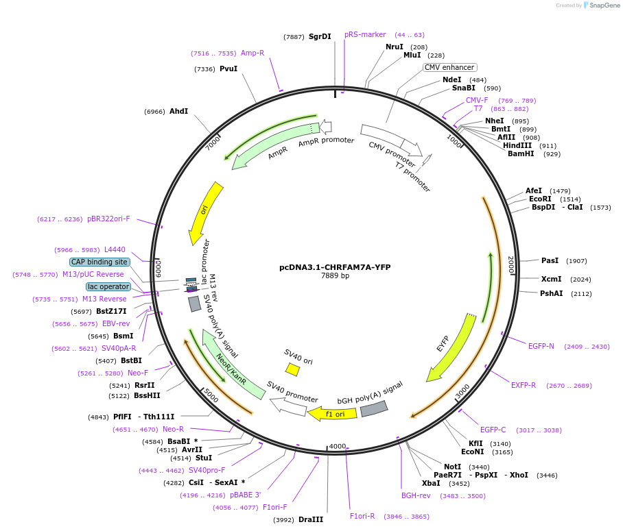 62634-plasmid-map-sequence-id-106727