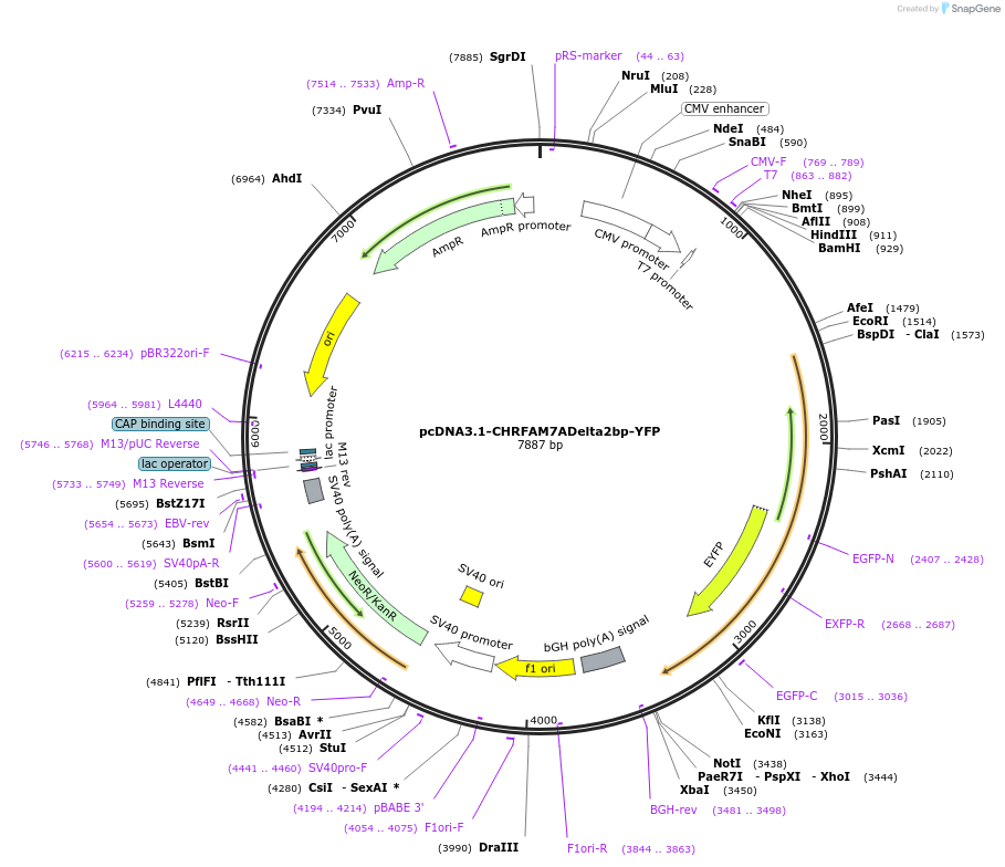 62637-plasmid-map-sequence-id-106765