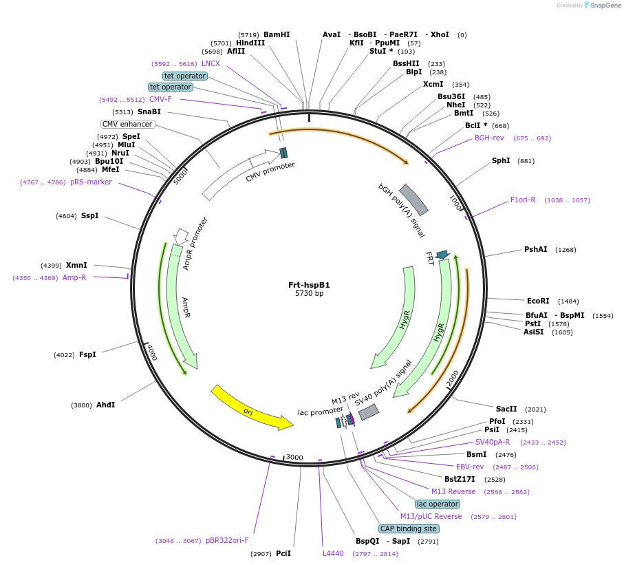 63092-plasmid-map-sequence-id-106940