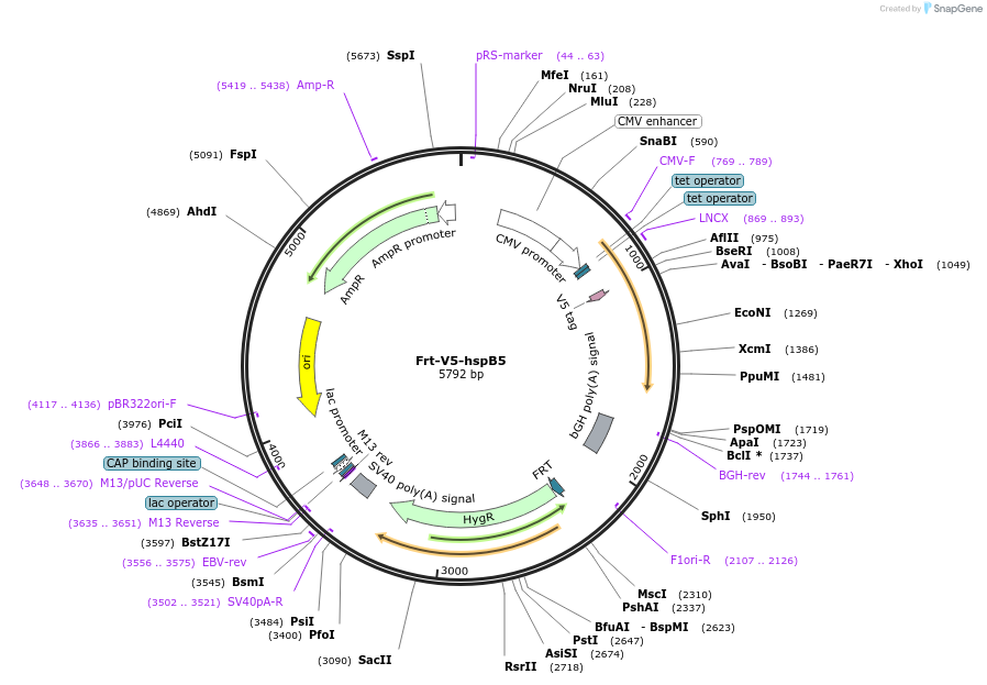 63106-plasmid-map-sequence-id-106963