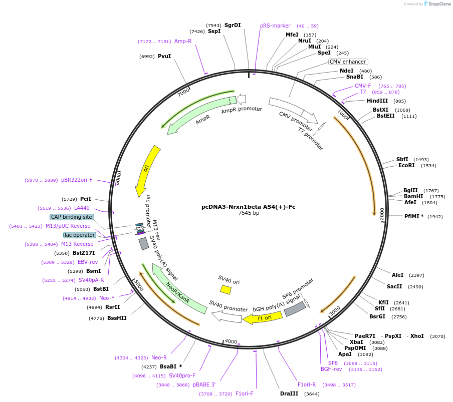 59314-plasmid-map-sequence-id-107094