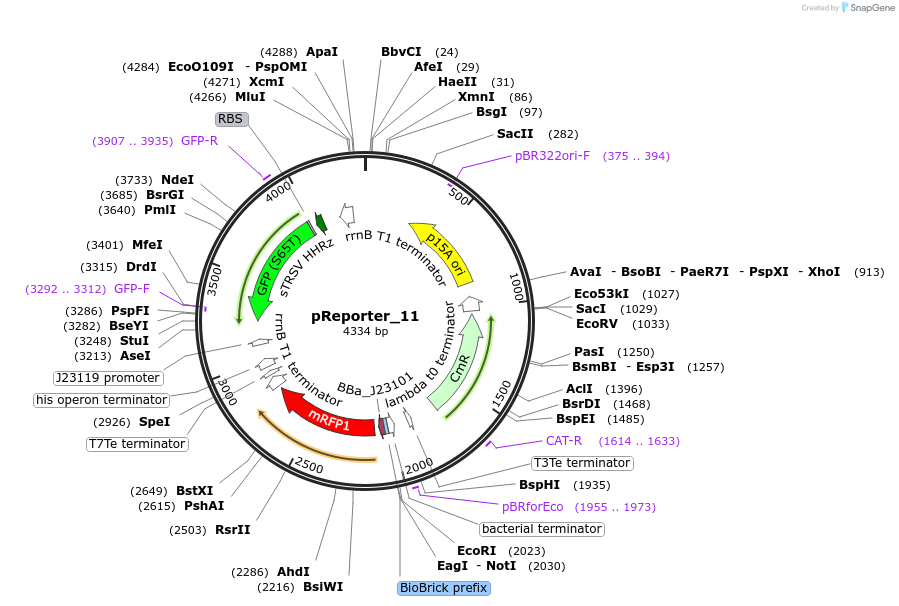 60571-plasmid-map-sequence-id-107124