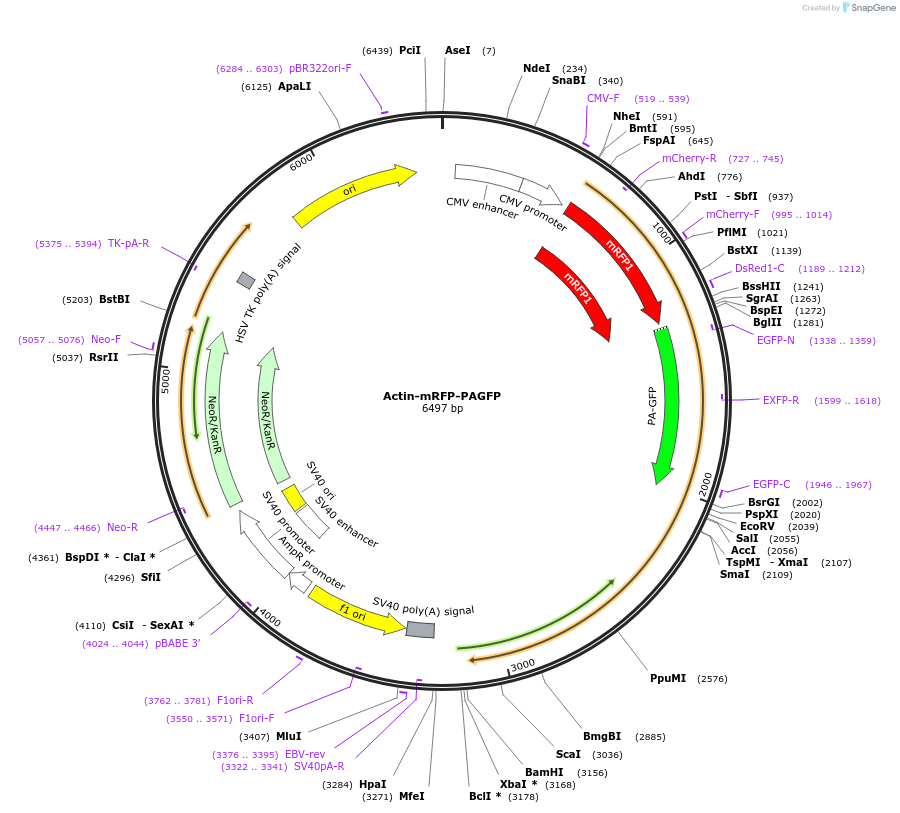 62382-plasmid-map-sequence-id-107137