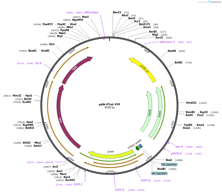 62245-plasmid-map-sequence-id-107148