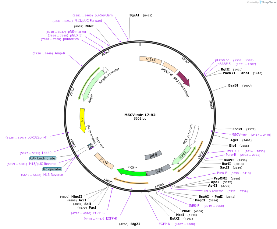 64100-plasmid-map-sequence-id-107241