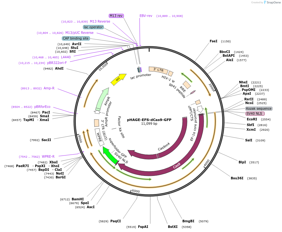 64104-plasmid-map-sequence-id-107303