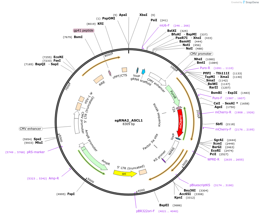 64130-plasmid-map-sequence-id-107339