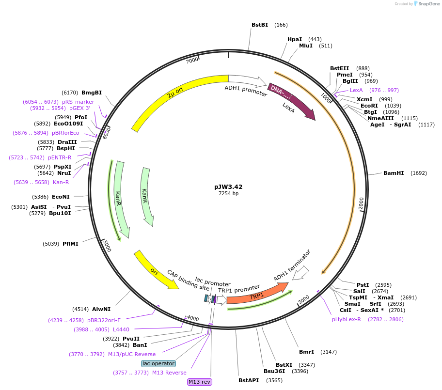 62866-plasmid-map-sequence-id-107360