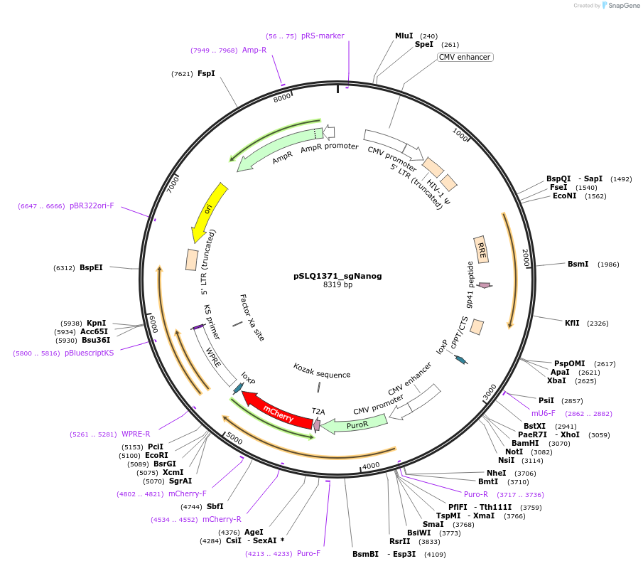 63710-plasmid-map-sequence-id-107403