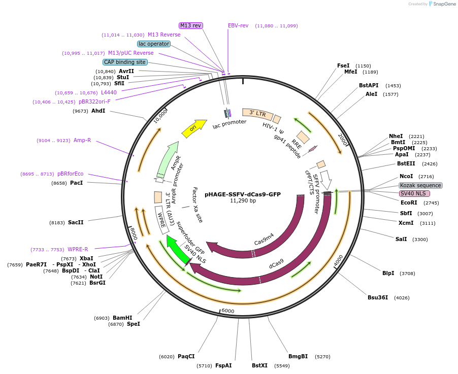 64105-plasmid-map-sequence-id-107419