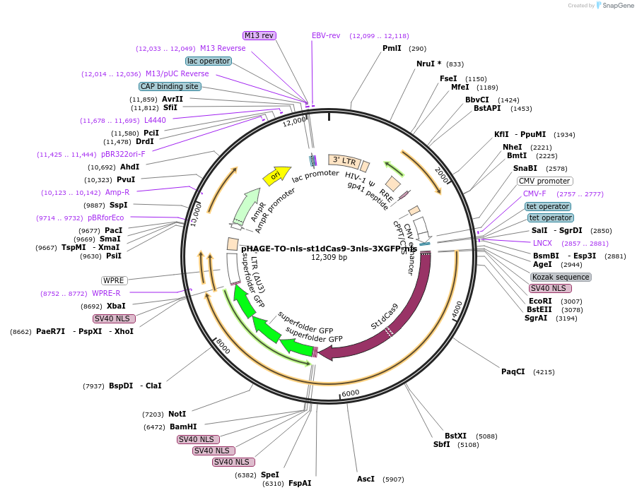 64112-plasmid-map-sequence-id-107426