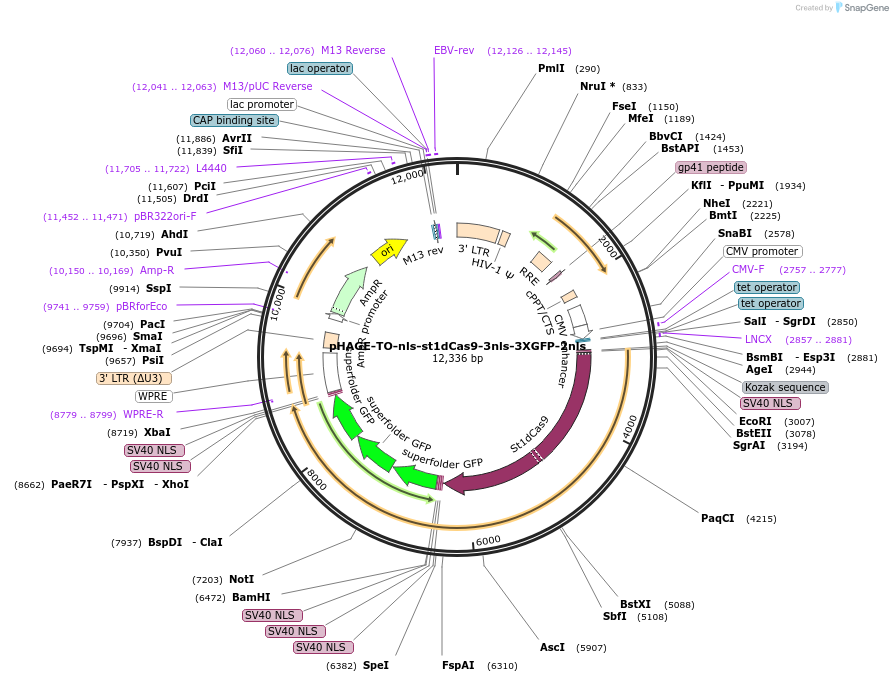 64113-plasmid-map-sequence-id-107427