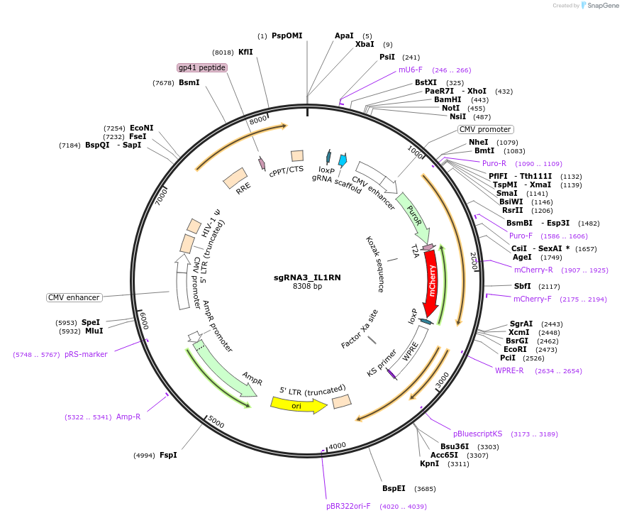 64151-plasmid-map-sequence-id-107434