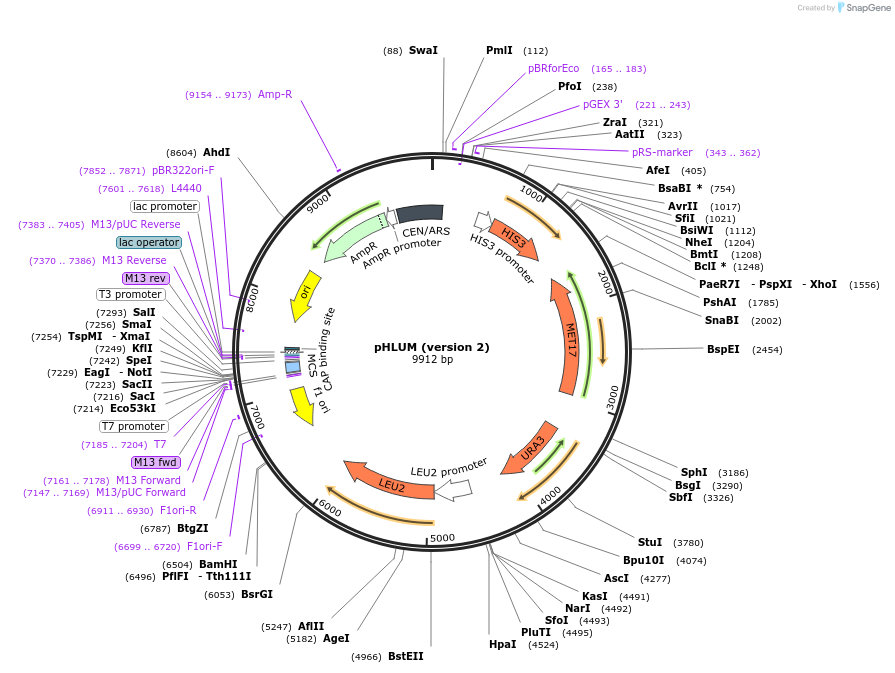 64166-plasmid-map-sequence-id-107471