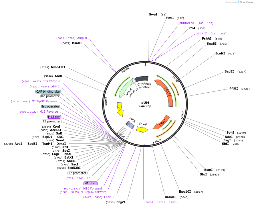64176-plasmid-map-sequence-id-107487