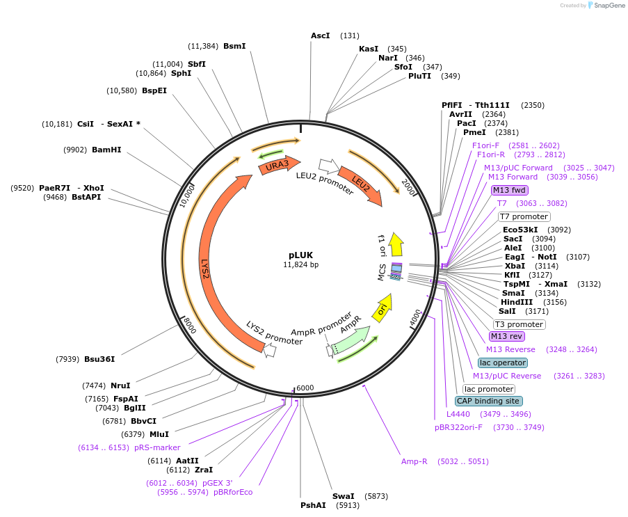 64184-plasmid-map-sequence-id-107500