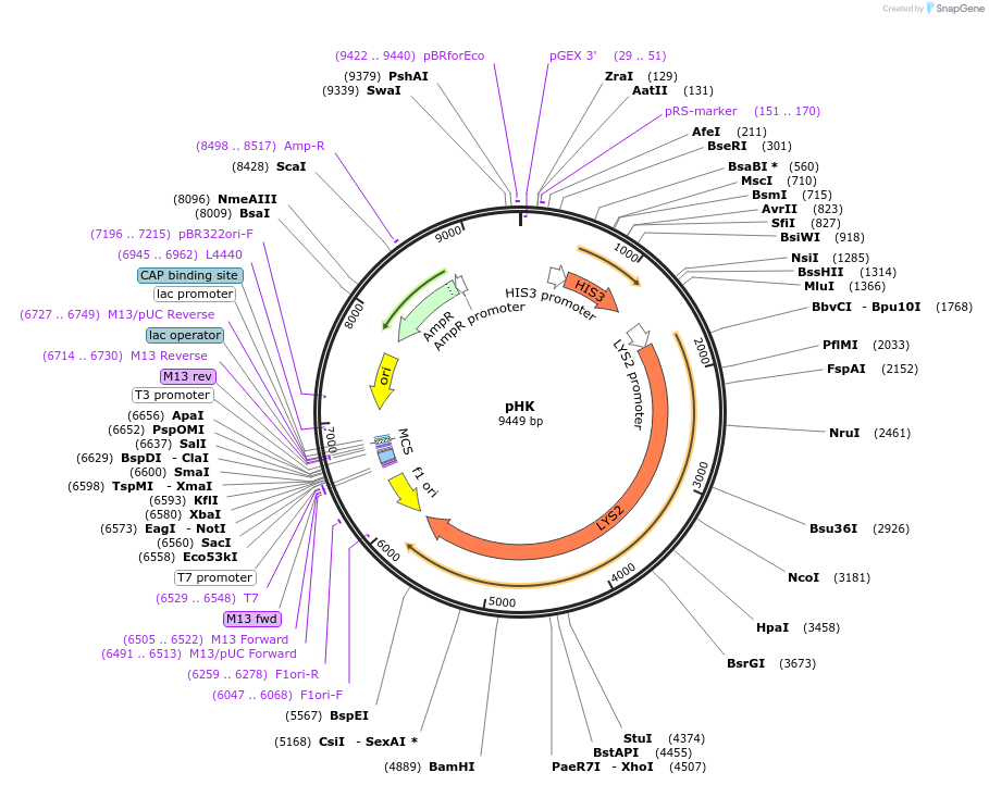 64187-plasmid-map-sequence-id-107501