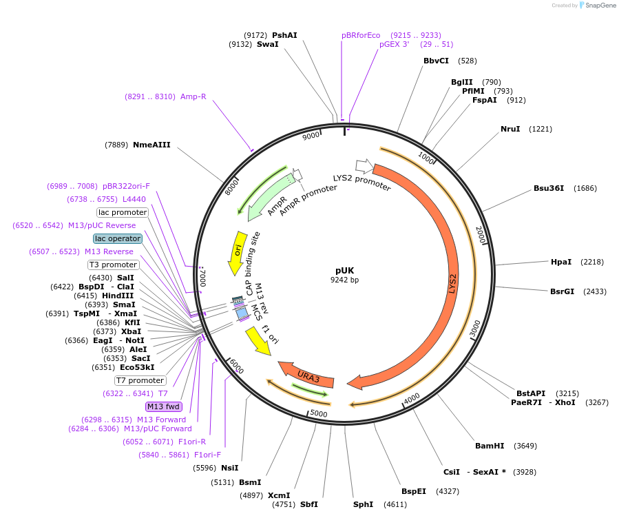 64185-plasmid-map-sequence-id-107504