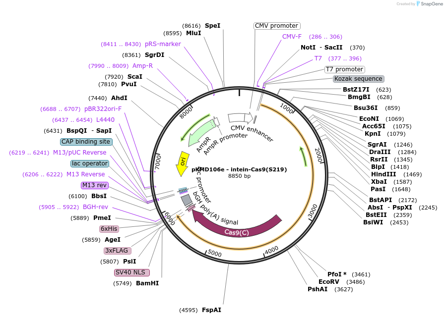 64190-plasmid-map-sequence-id-107549