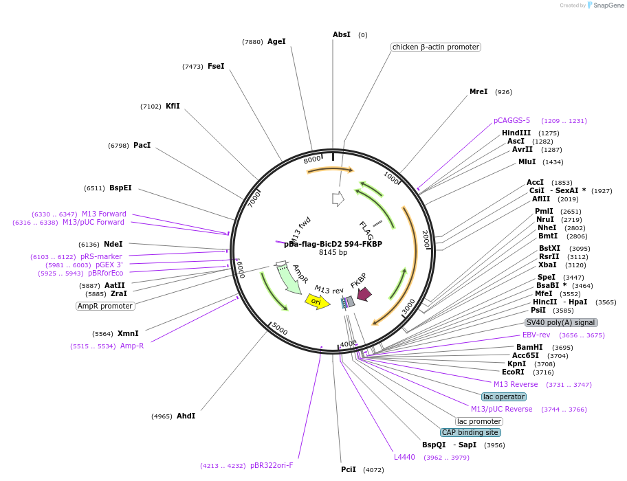 64206-plasmid-map-sequence-id-107607