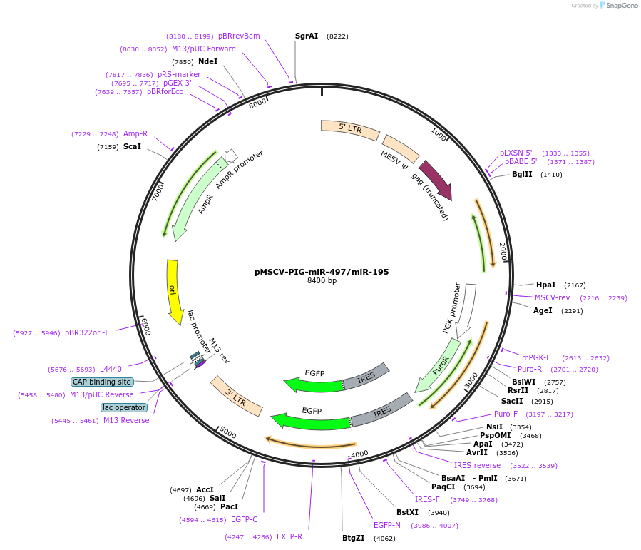 64236-plasmid-map-sequence-id-107690