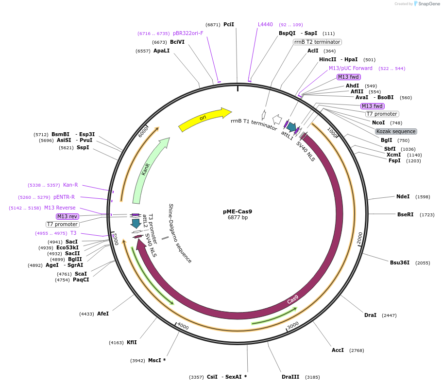 64237-plasmid-map-sequence-id-107697