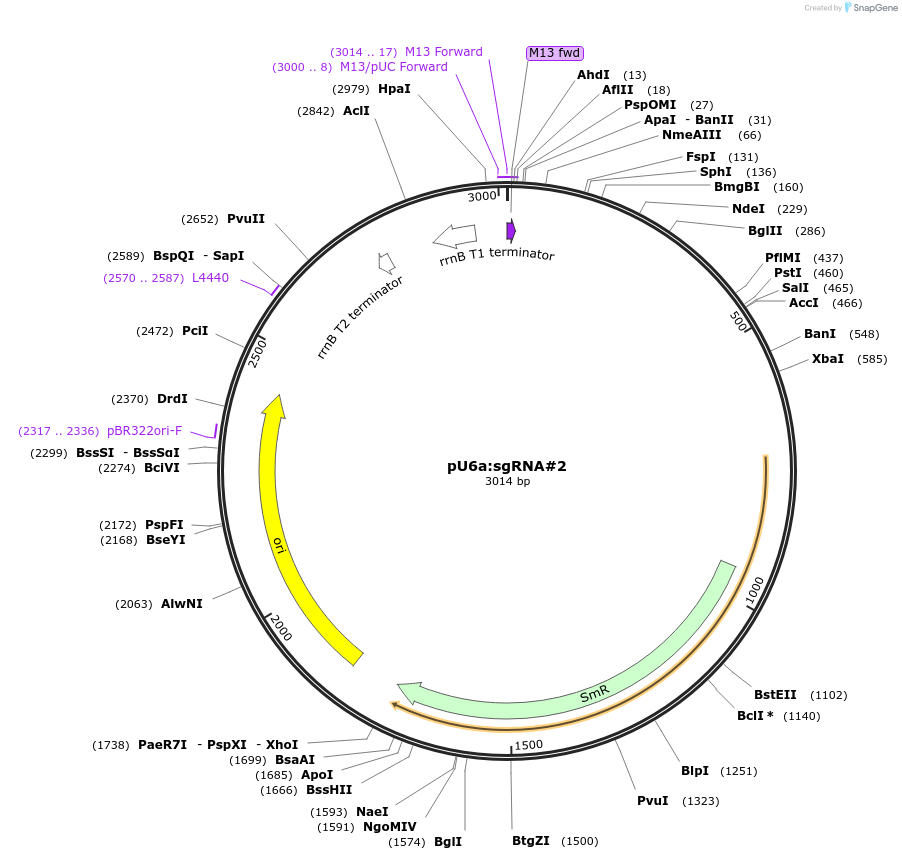 64246-plasmid-map-sequence-id-107705