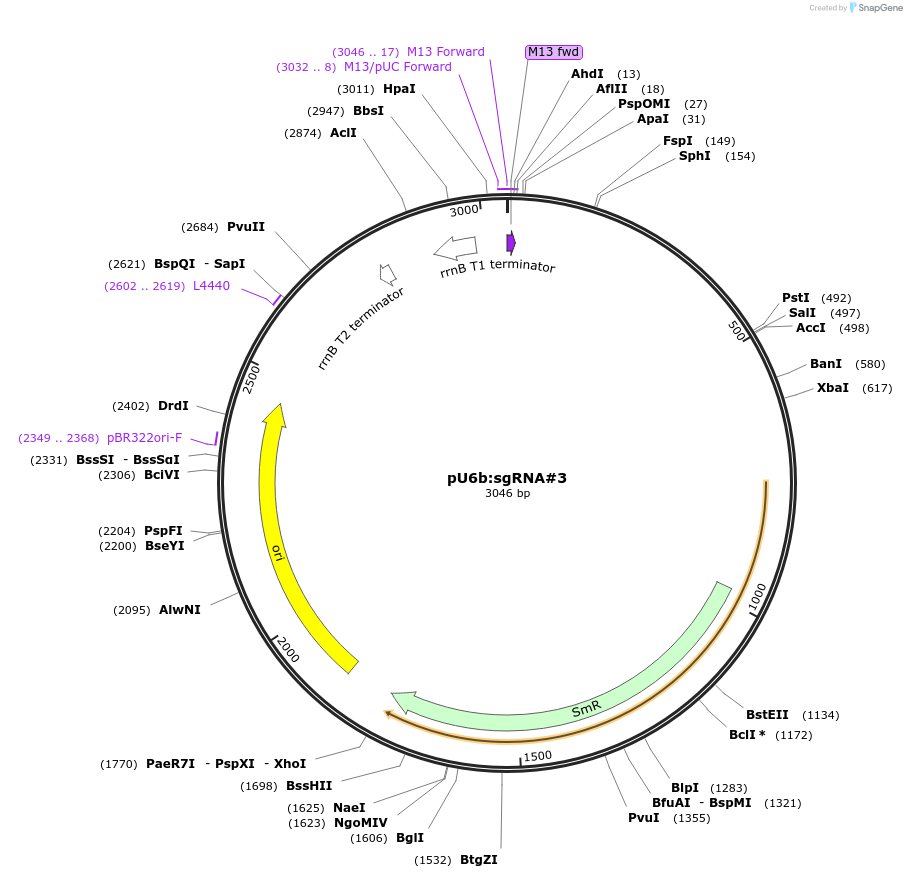 64247-plasmid-map-sequence-id-107706