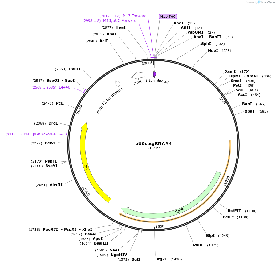 64248-plasmid-map-sequence-id-107707