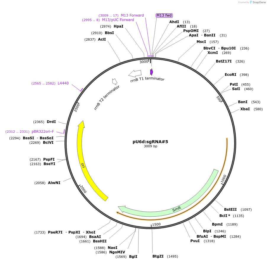 64249-plasmid-map-sequence-id-107708