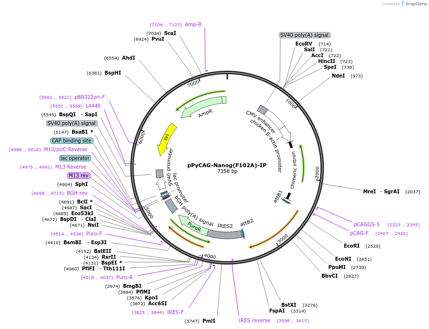 62990-plasmid-map-sequence-id-107872