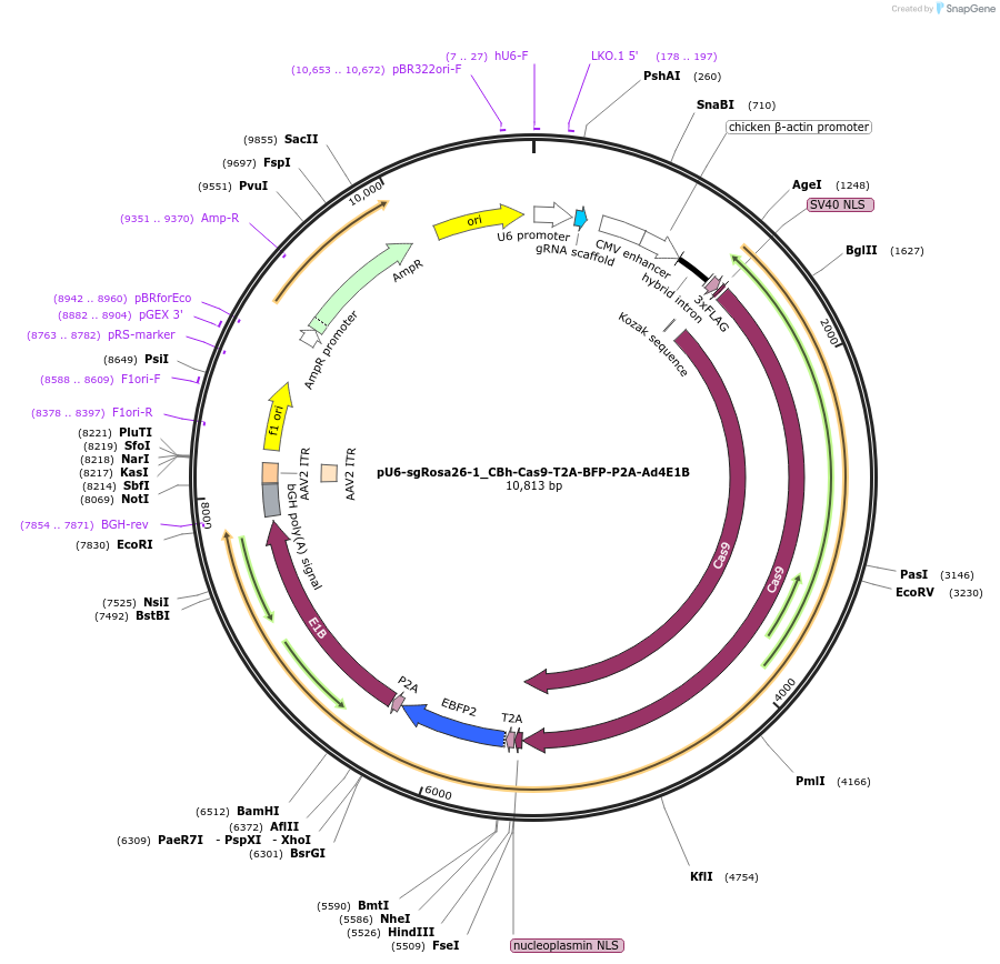 64219-plasmid-map-sequence-id-107960
