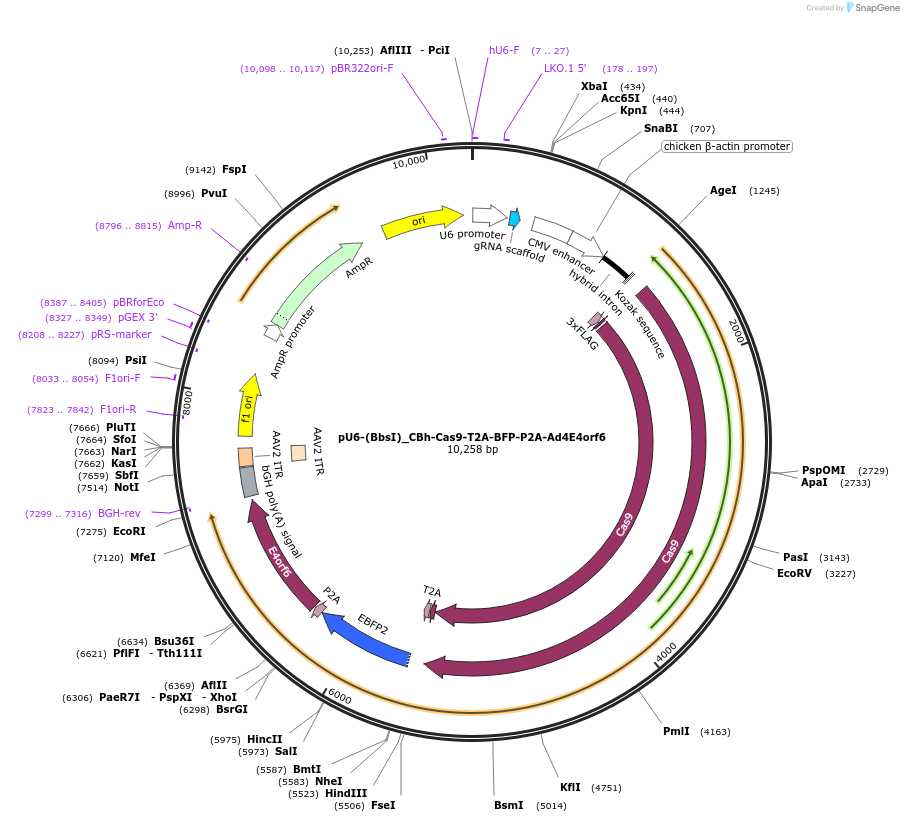 64220-plasmid-map-sequence-id-107962