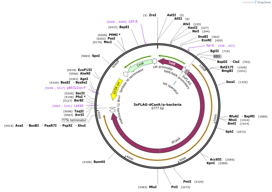 64325-plasmid-map-sequence-id-107969
