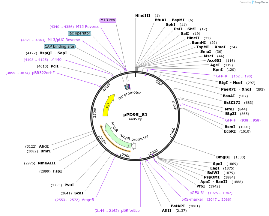 1497-plasmid-map-sequence-id-108