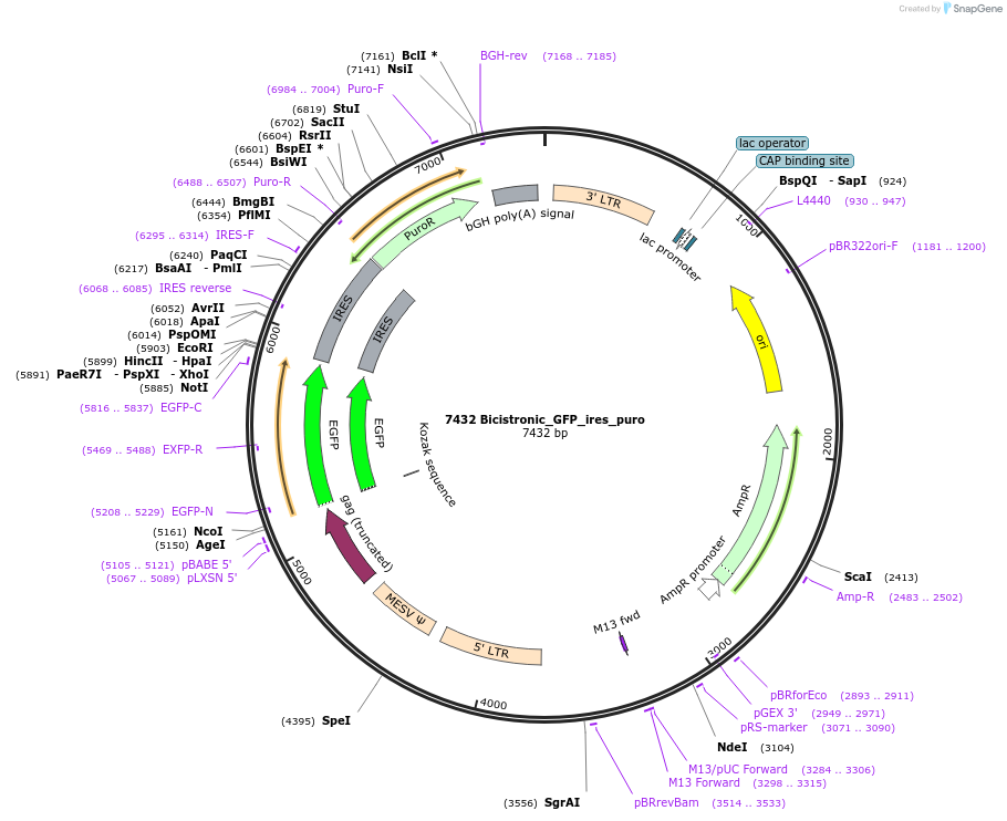 64336-plasmid-map-sequence-id-108047