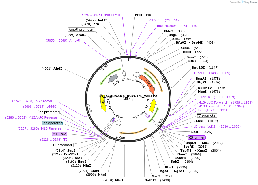 64390-plasmid-map-sequence-id-108129