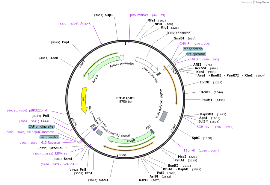 63096-plasmid-map-sequence-id-108182