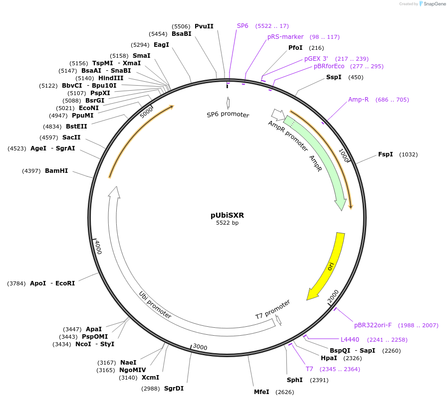 64403-plasmid-map-sequence-id-108191