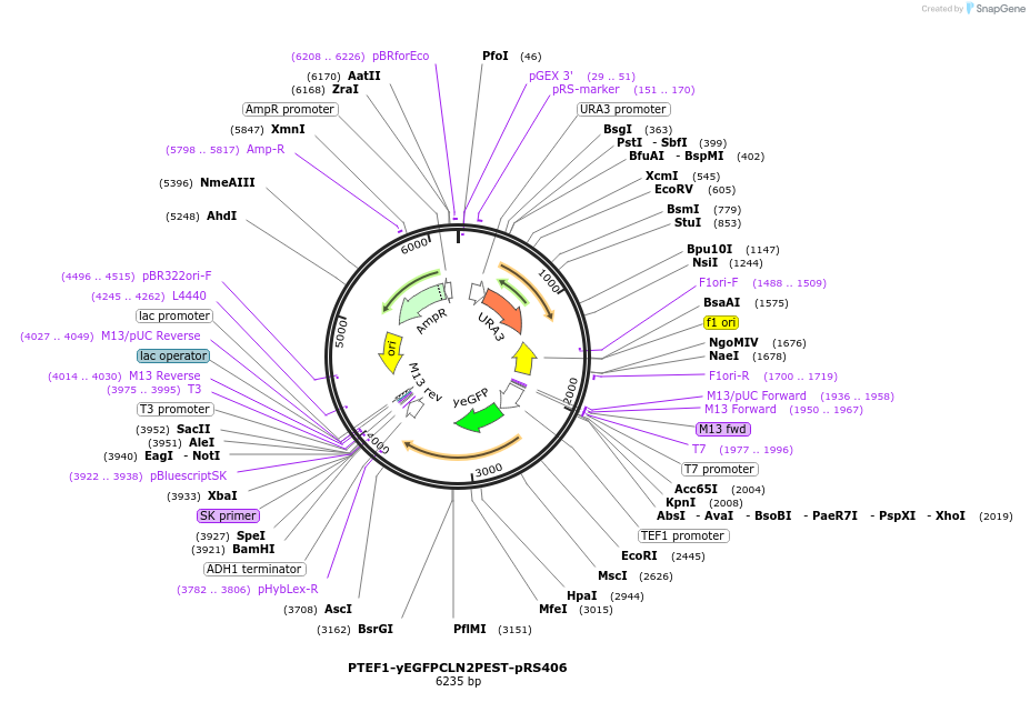 64406-plasmid-map-sequence-id-108194
