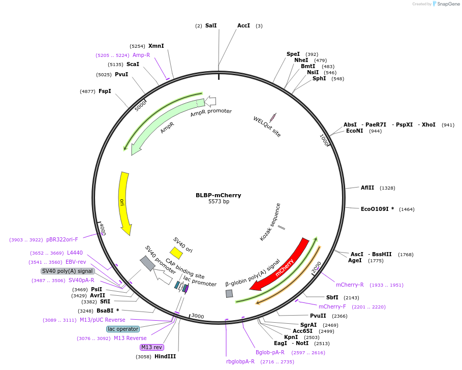63721-plasmid-map-sequence-id-108211