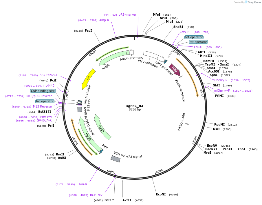 59891-plasmid-map-sequence-id-108247