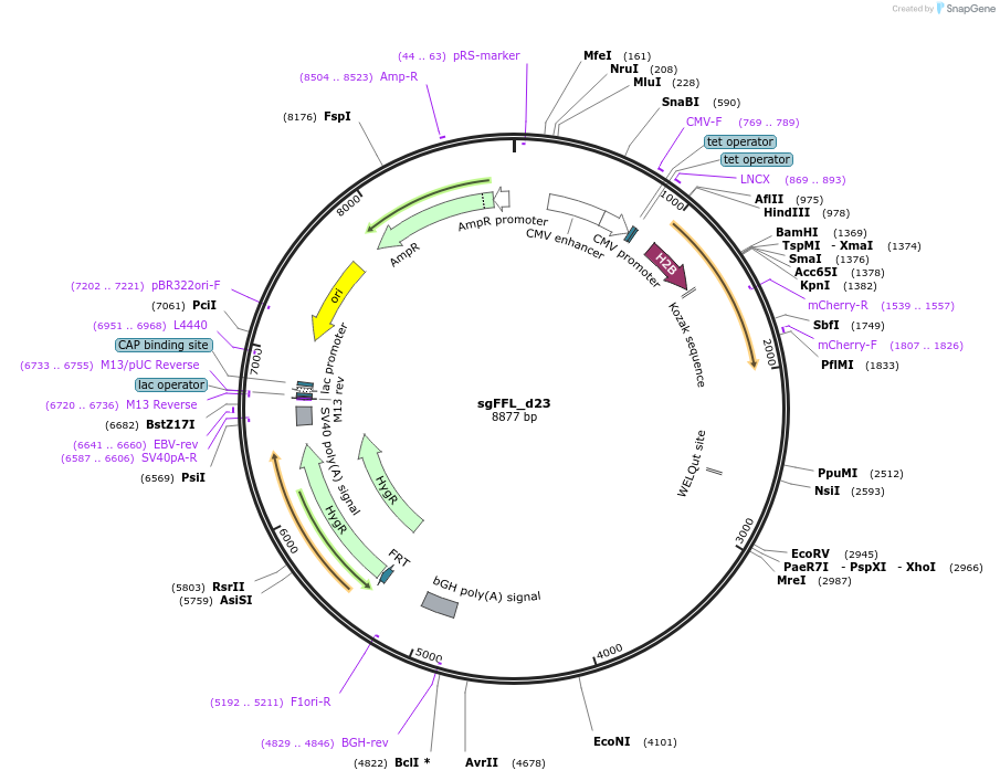59892-plasmid-map-sequence-id-108249