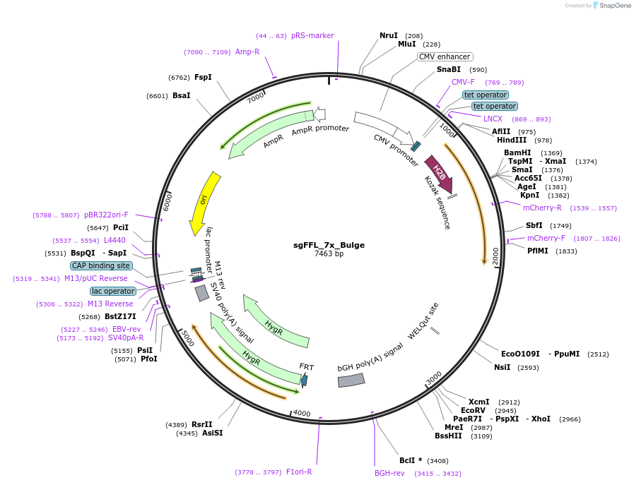 59894-plasmid-map-sequence-id-108252