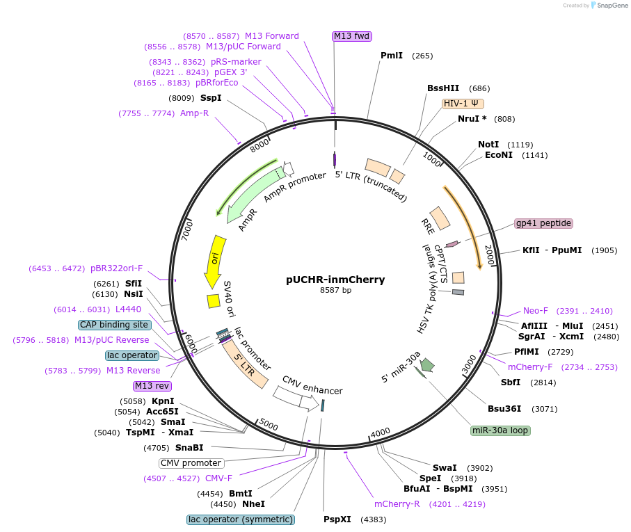 60239-plasmid-map-sequence-id-108347