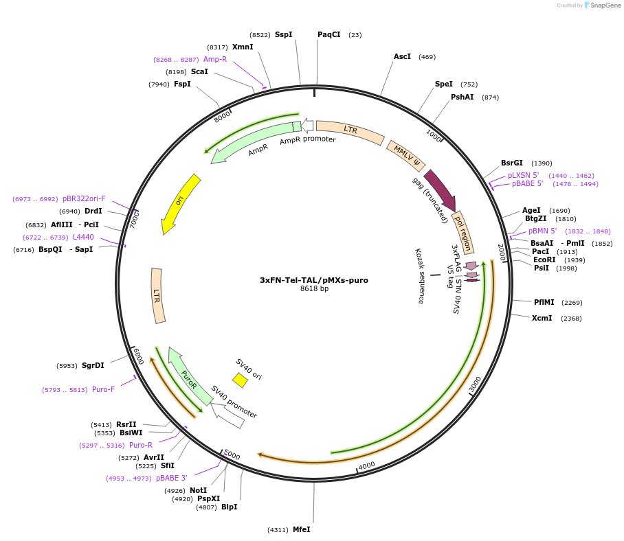 63590-plasmid-map-sequence-id-108379