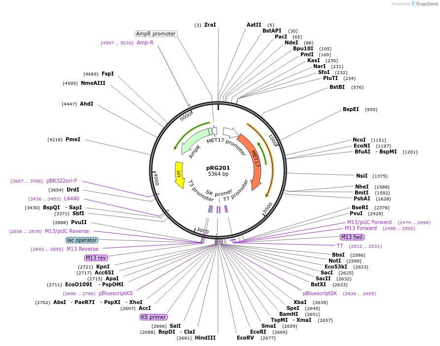 64394-plasmid-map-sequence-id-108385