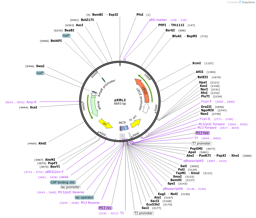 63148-plasmid-map-sequence-id-108401